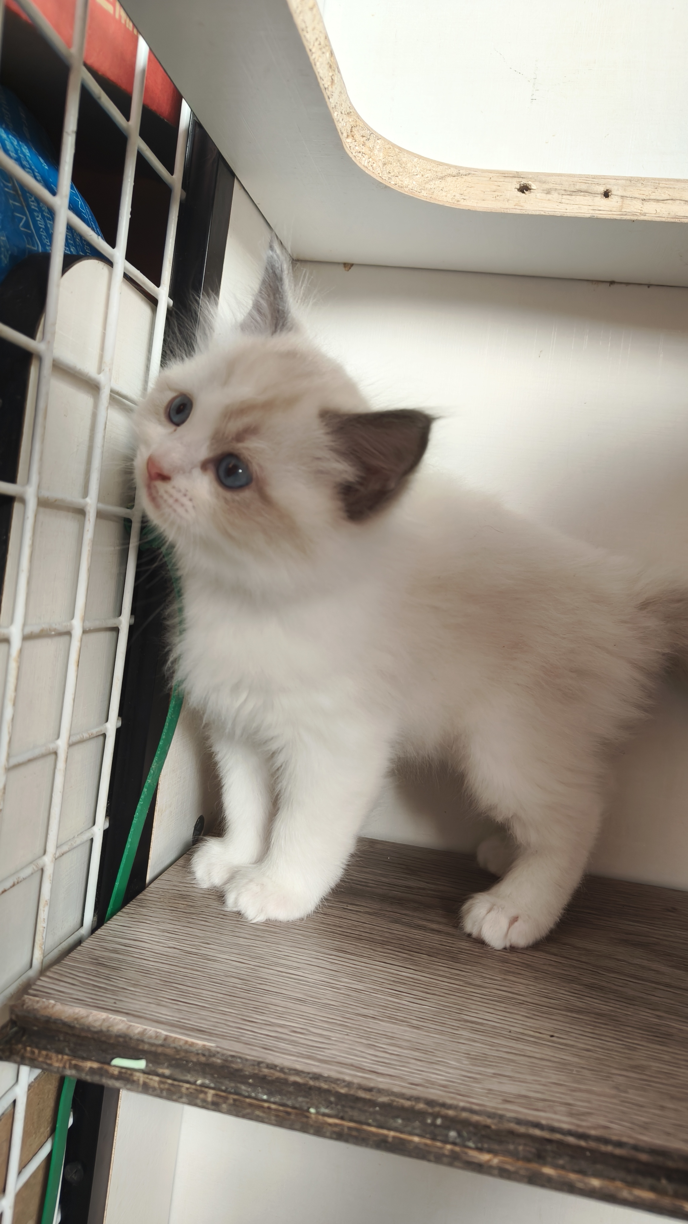 布偶弟弟，一个多月，已经会吃猫粮会用猫砂，喜欢的来，诚心出